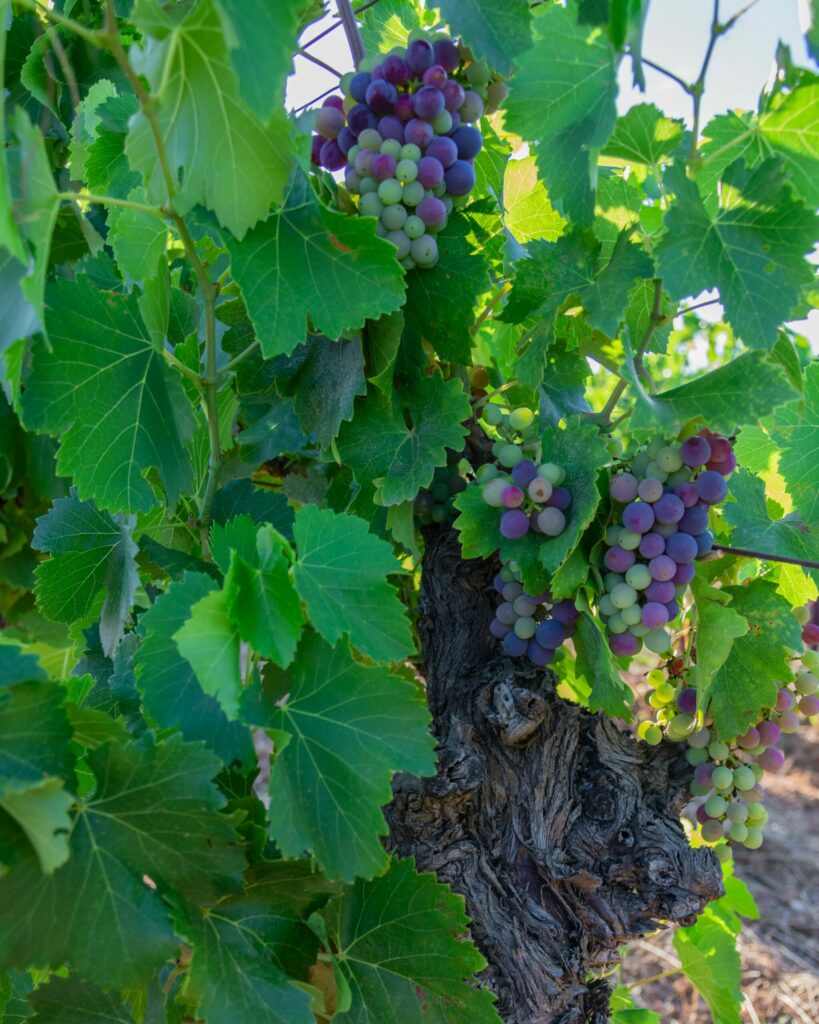 cep de vigne grenache noir en pleine véraison