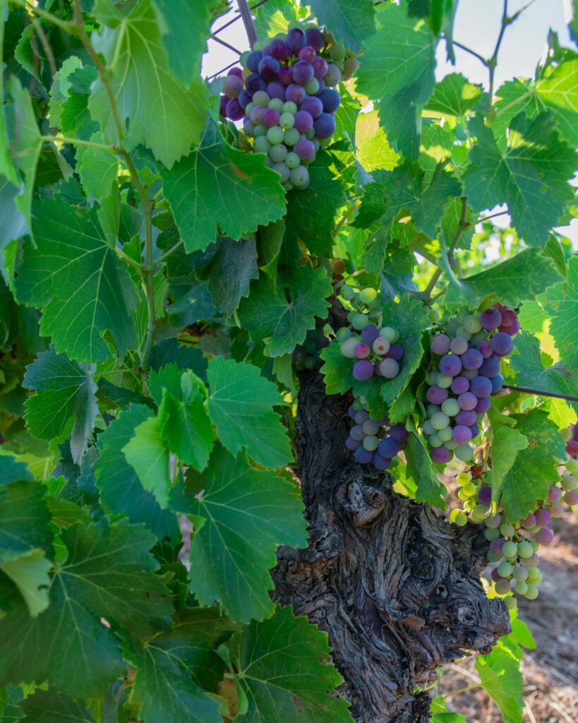 cep de vigne grenache noir en pleine véraison