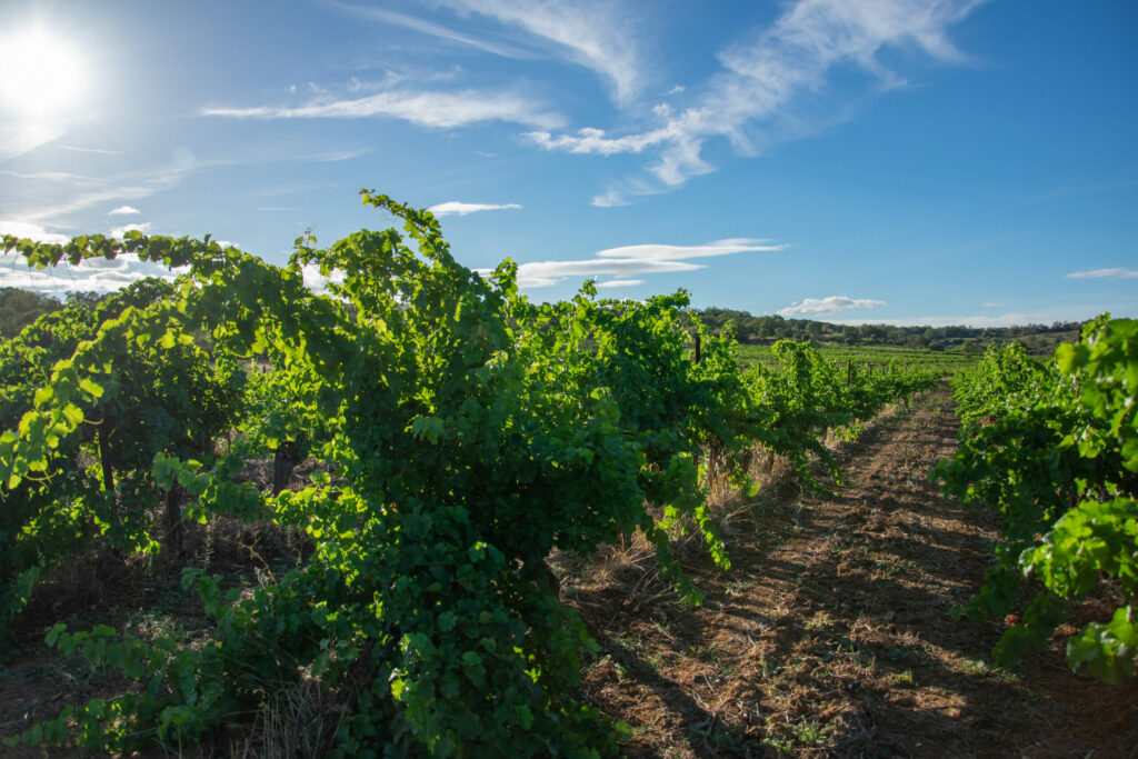 vigne grenache noir Caux