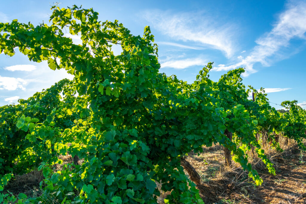 grenache noir au printemps